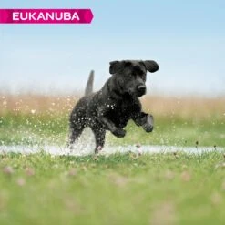 Eukanuba Developing Junior Large Breed Chicken Dry Dog Food - 3kg 8 Eukanuba Developing Junior Large Breed Chicken Dry Dog Food - 3kg -Hills || ROYAL CANIN Sales Eukanuba Developing Junior Large Breed Chicken 3kg vetshop 3