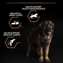 PRO PLAN Large Robust Adult Dry Dog Food Everyday Nutrition Rich In Chicken - 14kg -Hills || ROYAL CANIN Sales Pro Plan Large Breed Robust Adult Chicken Dry Dog Food 14kg vetshop 4