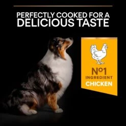 PRO PLAN Medium & Large Adult Senior Dry Dog Food Age Defence 7+ Rich In Chicken - 3kg 17 PRO PLAN Medium & Large Adult Senior Dry Dog Food Age Defence 7+ Rich In Chicken - 3kg -Hills || ROYAL CANIN Sales Pro Plan Senior Chicken Dry Dog Food 3kg vetshop 5