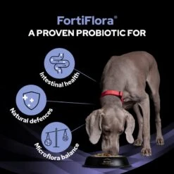 Pro Plan Veterinary Diet FortiFlora Canine Probiotic - 30 X 1g -Hills || ROYAL CANIN Sales Purina Veterinary Diet Canine Fortiflora Dog Supplement 30x1G vetshop 7