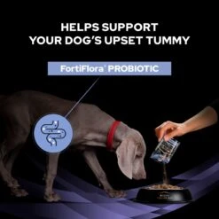 Pro Plan Veterinary Diet FortiFlora Canine Probiotic - 30 X 1g -Hills || ROYAL CANIN Sales Purina Veterinary Diet Canine Fortiflora Dog Supplement 30x1G vetshop 8