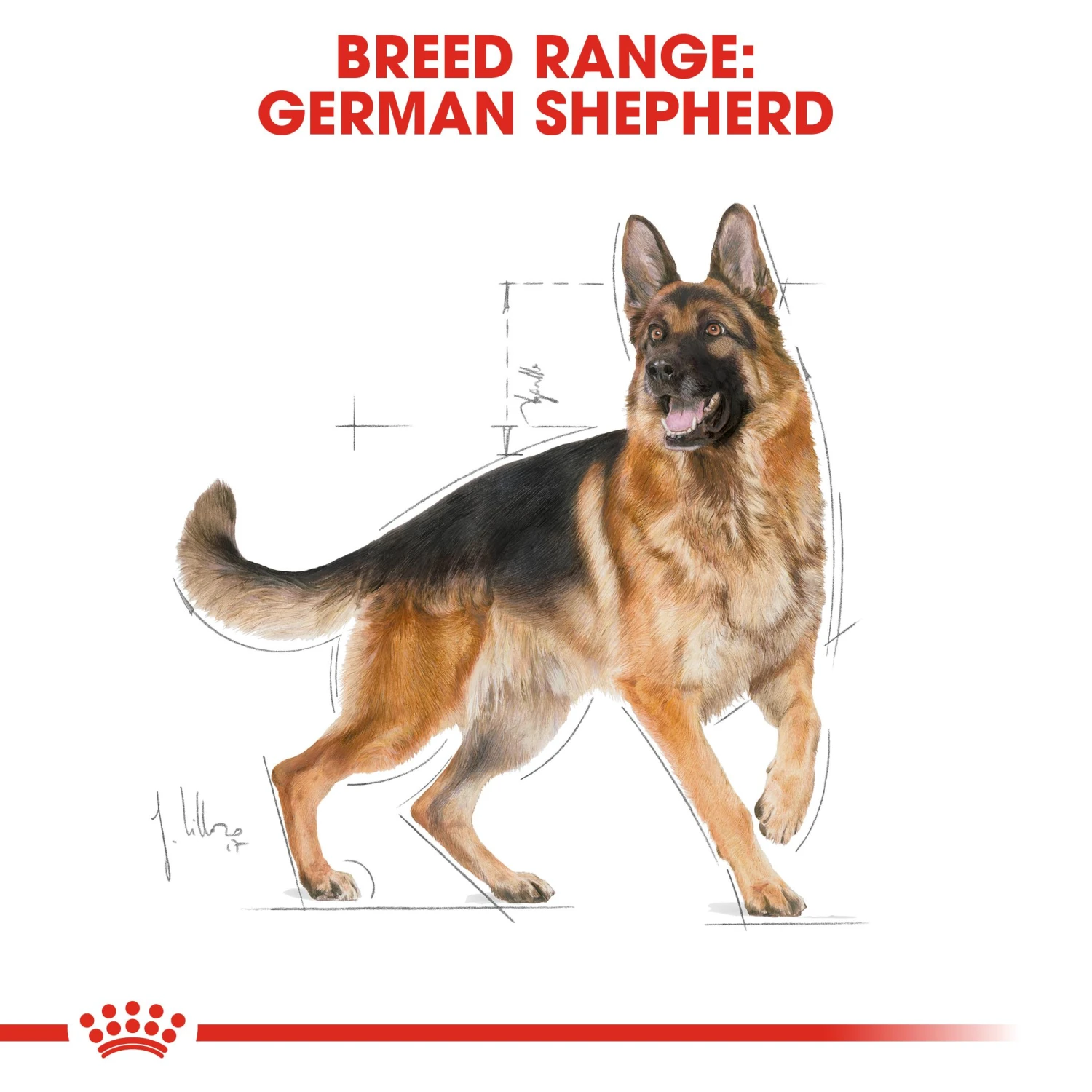 Royal Canin Adult German Shepherd Dry Dog Food - 3kg 4 Royal Canin Adult German Shepherd Dry Dog Food - 3kg - Image 2
