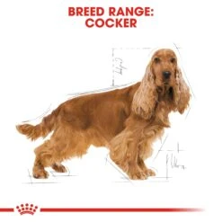 Royal Canin Adult Cocker Dry Dog Food - 12kg 12 Royal Canin Adult Cocker Dry Dog Food - 12kg -Hills || ROYAL CANIN Sales Royal Canin Cocker Dry Dog Food 12kg vetshop 2