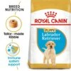 Royal Canin Puppy Labrador Retriever Dry Dog Food - 12kg -Hills || ROYAL CANIN Sales Royal Canin Labrador Retriever Dry Puppy Food 12kg vetshop 1