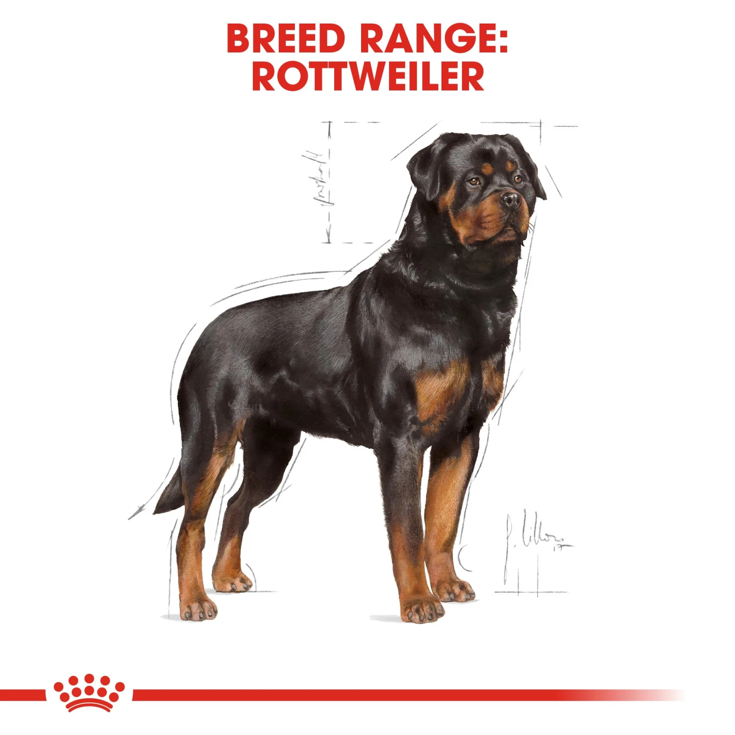 Royal Canin Rottweiler Adult Dry Dog Food - 12kg 4 Royal Canin Rottweiler Adult Dry Dog Food - 12kg - Image 2