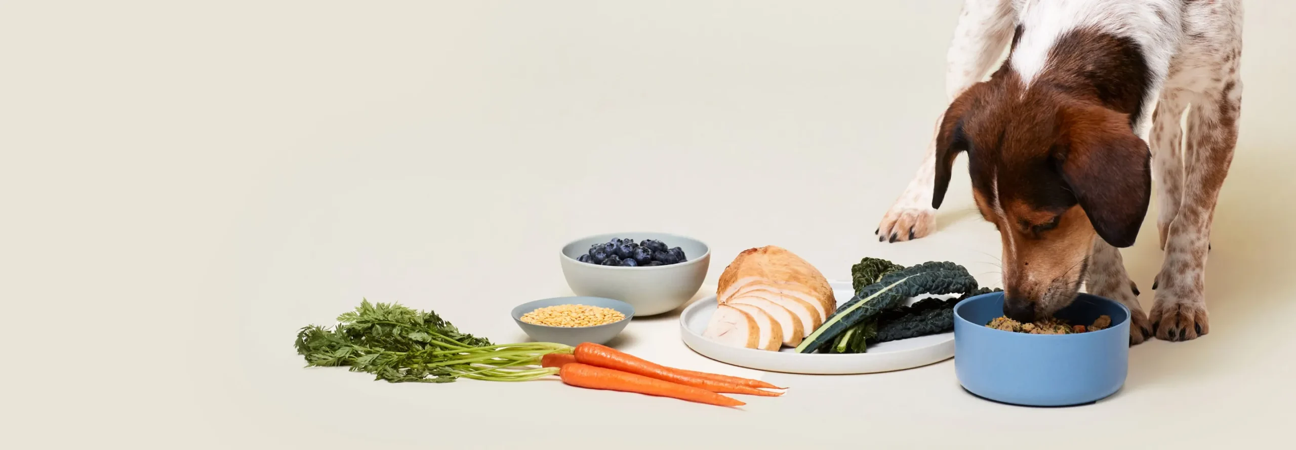 Front Page 1 Front Page -Hills || ROYAL CANIN Sales download scaled